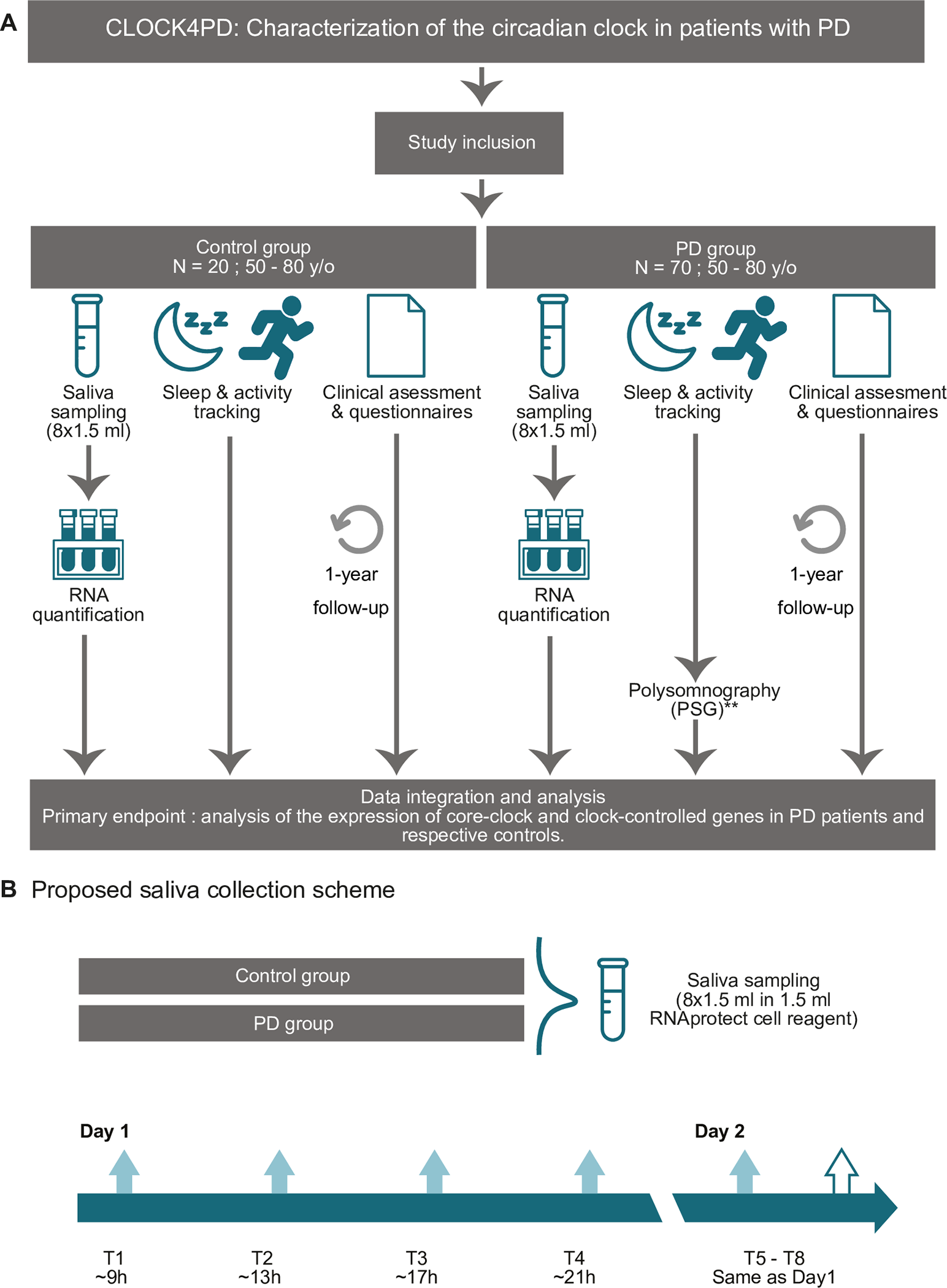 study protocol diagram